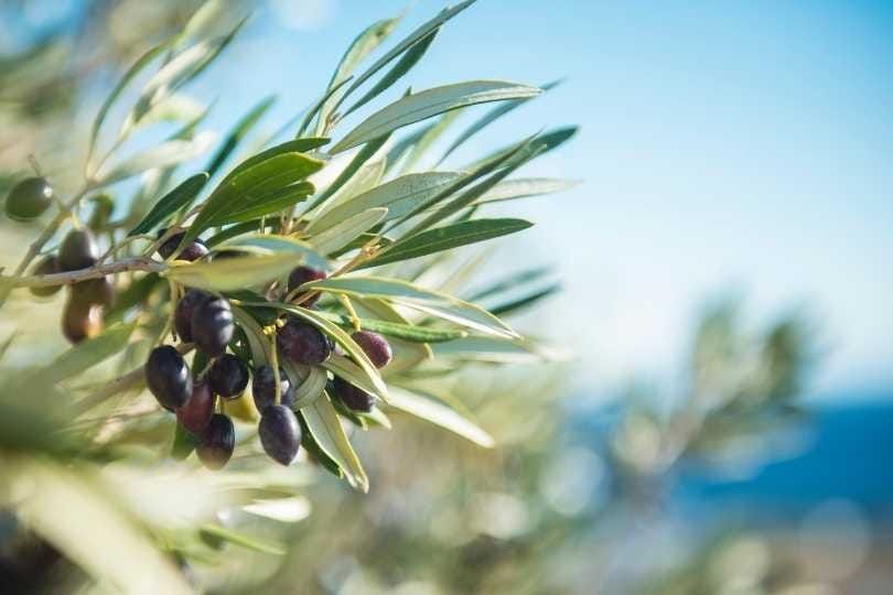 La susceptibilidad al síndrome del decaimiento súbito del olivo se relaciona con la anatomía del xilema