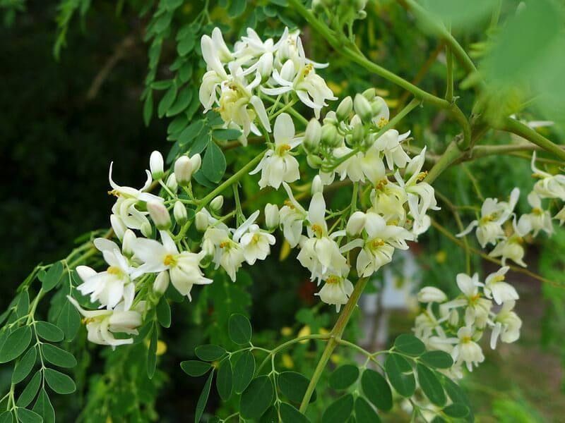 The use of Moringa extract for mite  management