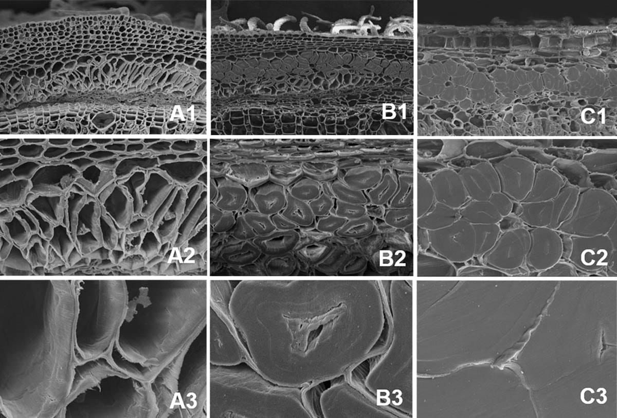 Una investigación microscópica del desarrollo de fibra en Cannabis sativa