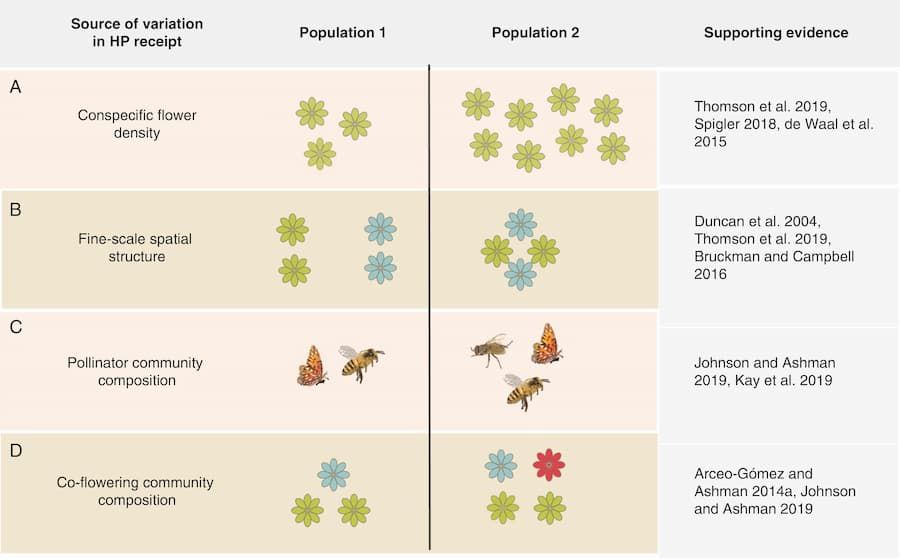 Que se passe-t-il lorsque les pollinisateurs apportent le mauvais pollen ?