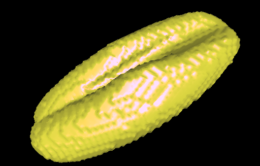 Barley seed