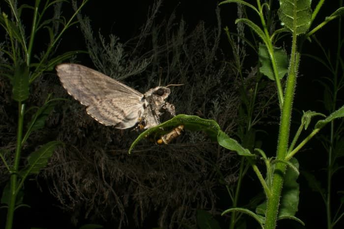 Hawkmoths ziehen es vor, dass die Jungen mit der Konkurrenz fressen