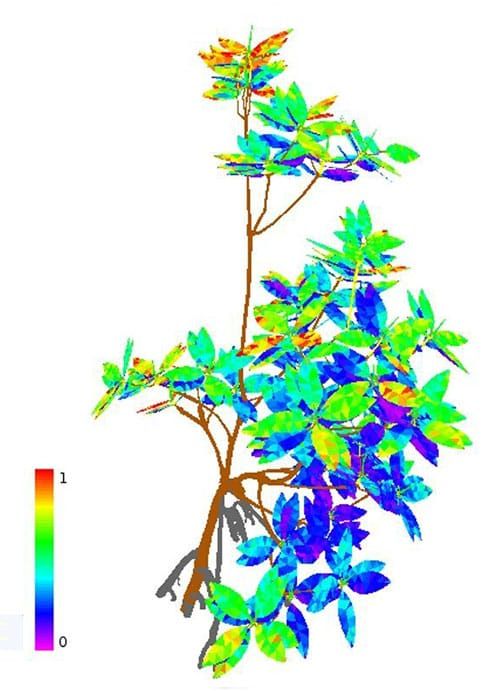 Visualización de la luz absorbida por cada hoja de un árbol joven. Absorción relativa alta en la parte superior y baja en la inferior.