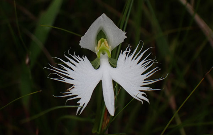 An orchid gives assistance, forests reduced persistence, and weeds’ electrical resistance