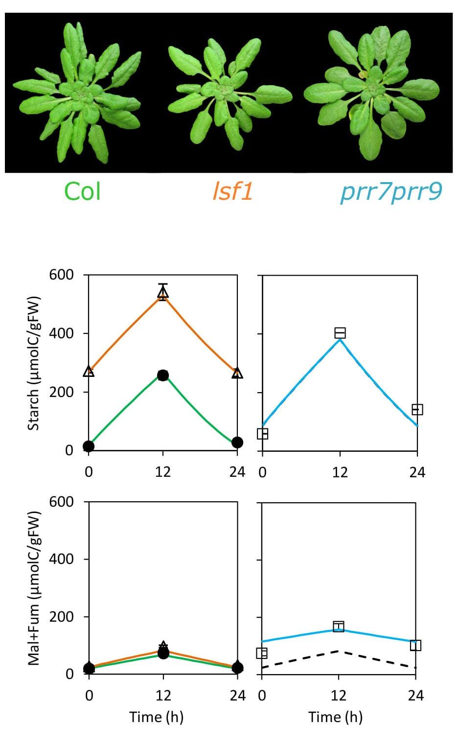 Connecting rhythmic gene circuits to metabolism explains the slow growth rate of a slow-clock mutant