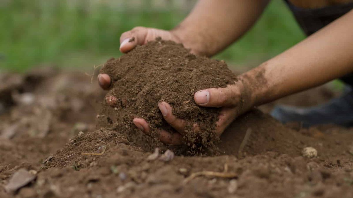 Les champignons préparent le sol aux invasions végétales
