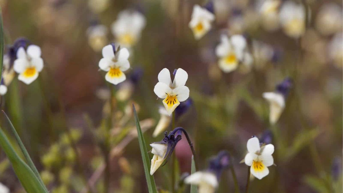 Pansies undergo high-speed evolution when pollinators disappear