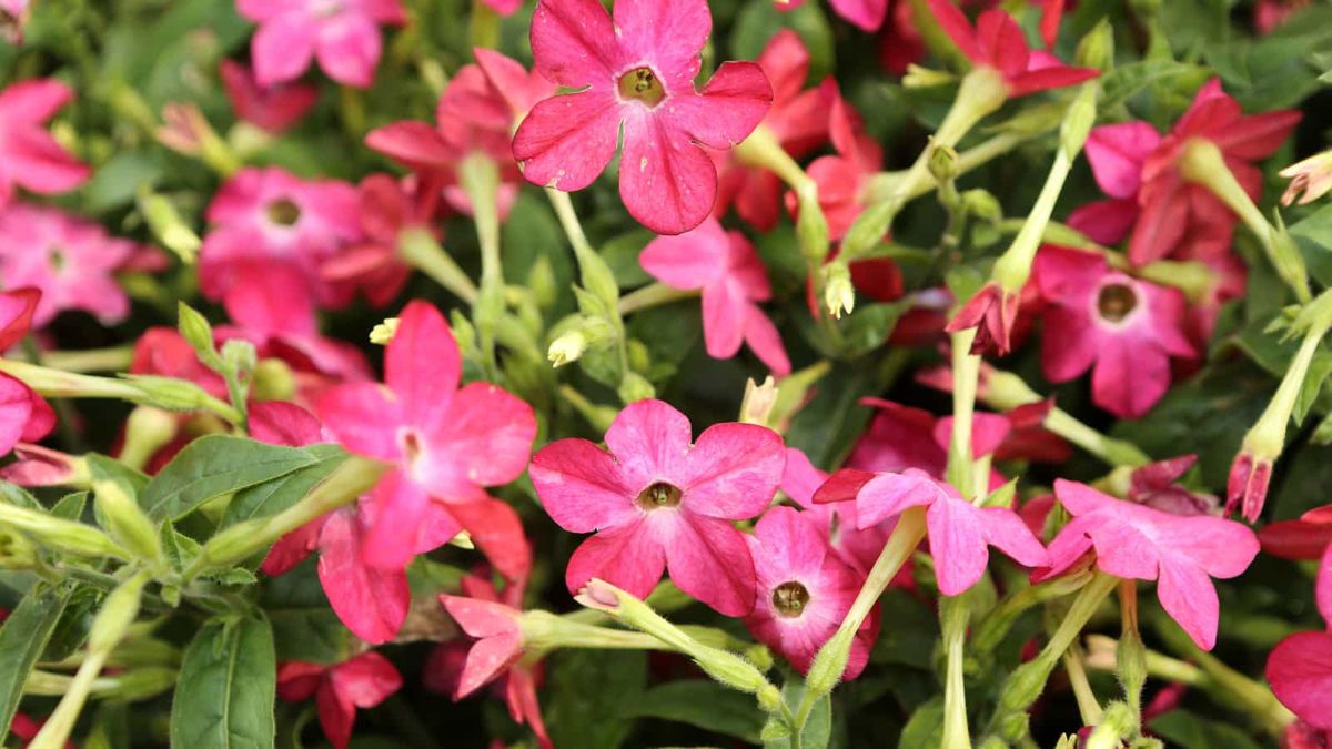 Botanists find nectar can be a source of antimicrobial compounds