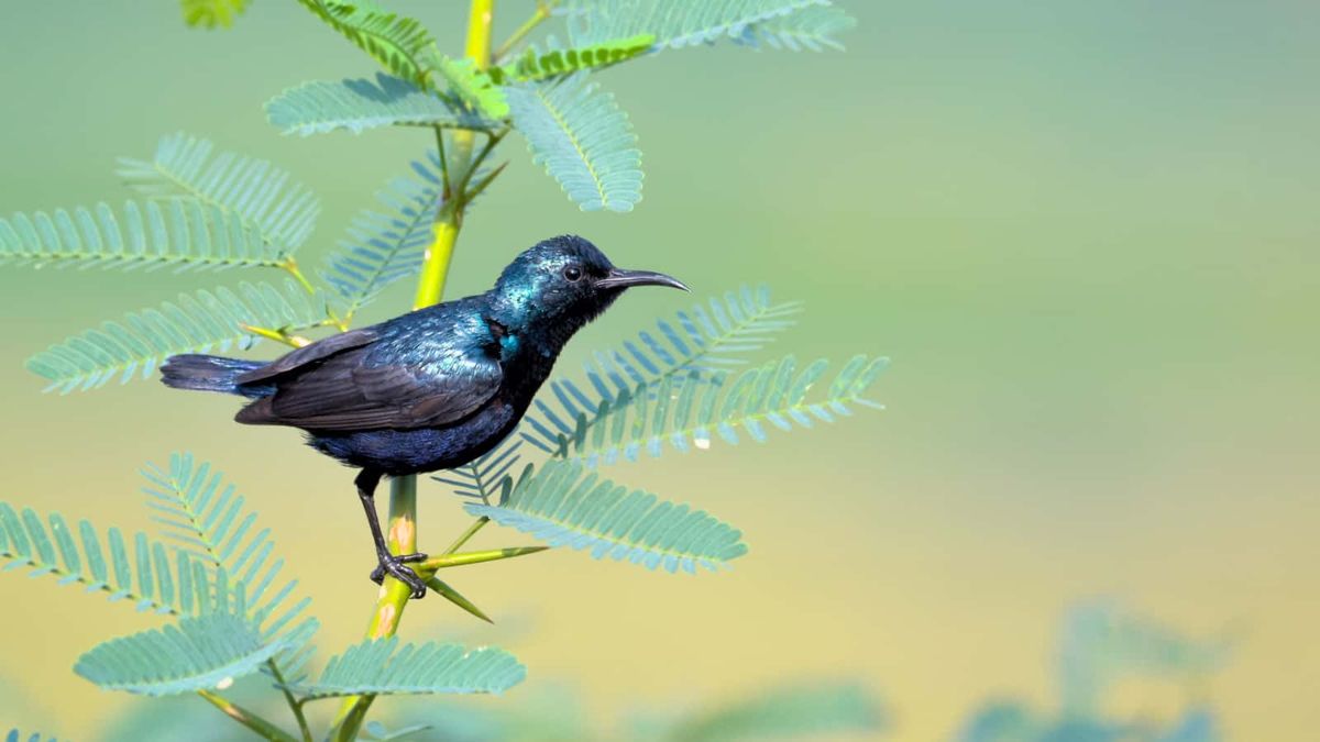 Plantas nativas em ambientes urbanos podem melhorar a diversidade de aves