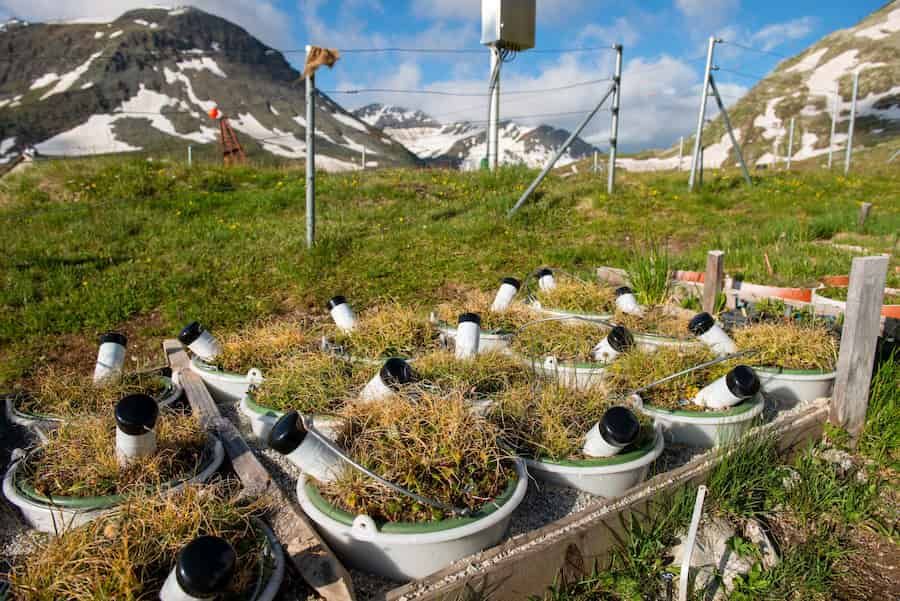 Un comienzo temprano de la temporada de crecimiento no conduce a una temporada de crecimiento más larga en los Alpes