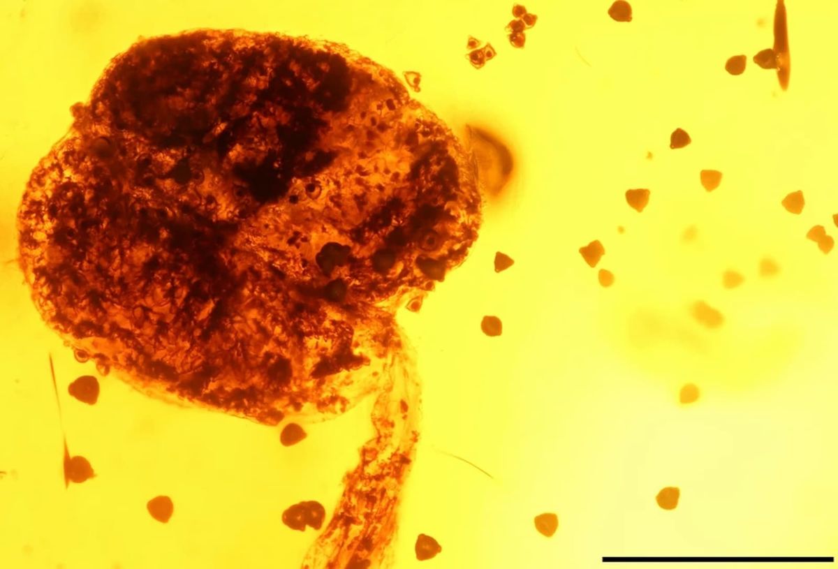 Botânicos dizem que a maior flor preservada em âmbar é uma nova espécie