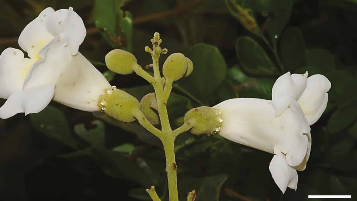 A planta que possui um menu de néctar para evitar que visitantes indesejados interfiram na polinização
