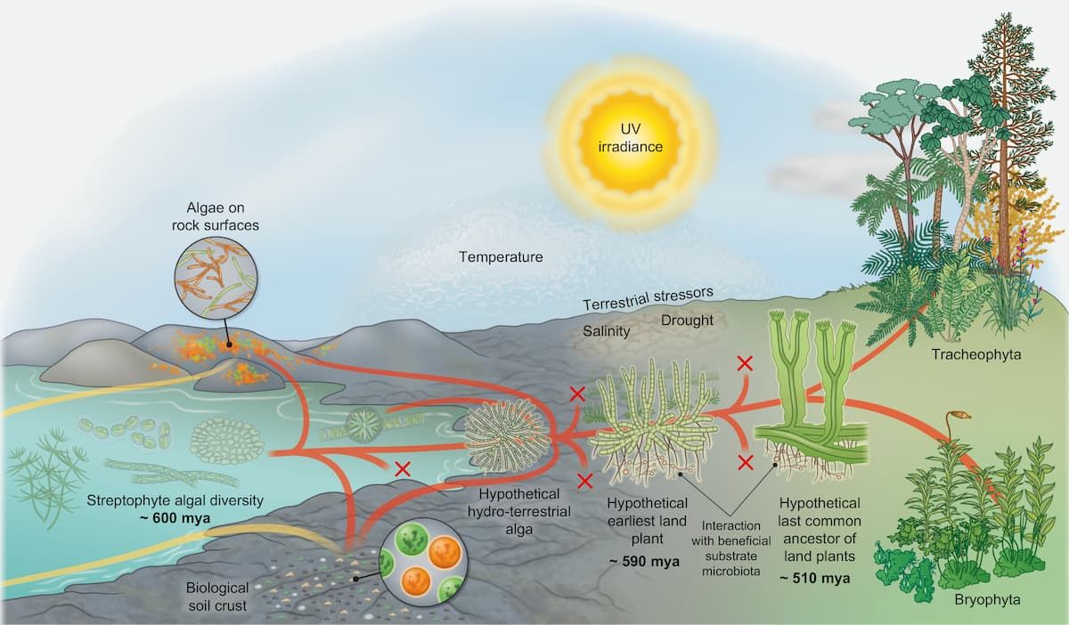 New study on iron uptake adds another piece to the puzzle of land plant evolution