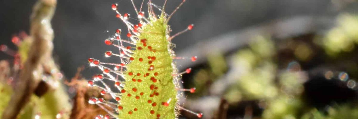 Una hoja de Drosera adelae alcanzando