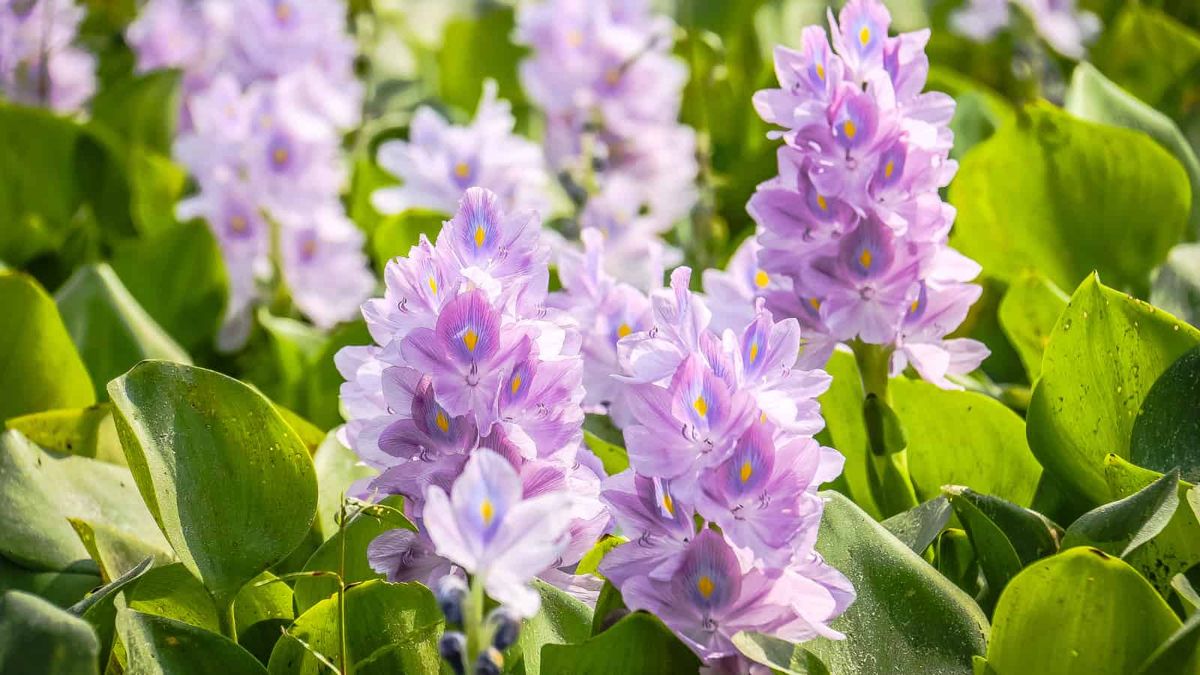 Flores roxas pálidas de jacintos de água destacam-se em um fundo verde do tapete que formam com suas folhas.