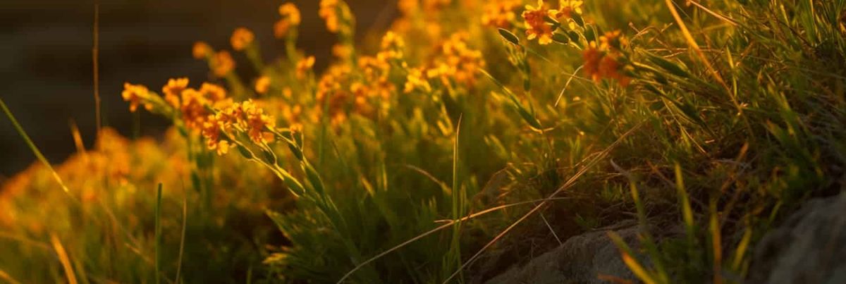 Las suculentas sudafricanas predicen el clima para maximizar el éxito de la polinización