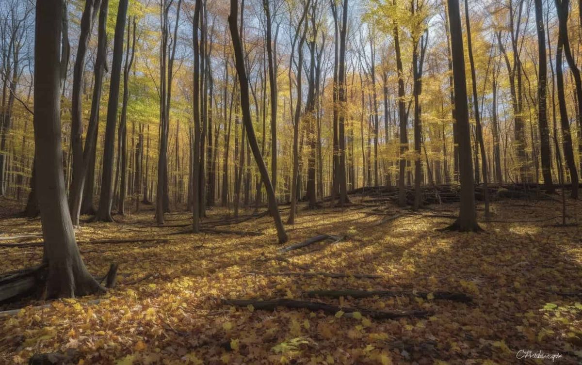 A computer-generated beech forest.