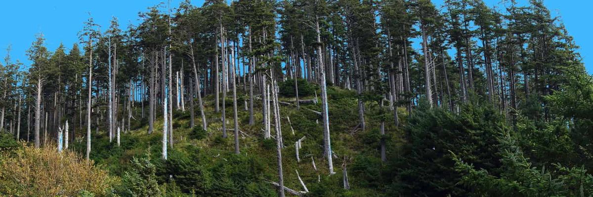 Uma encosta coberta de Douglas Fir