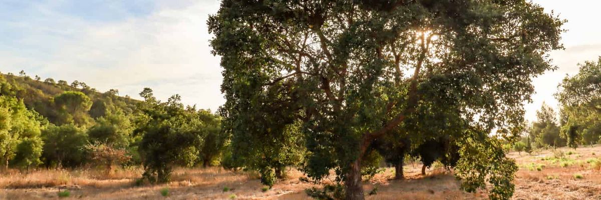 Quercus suber