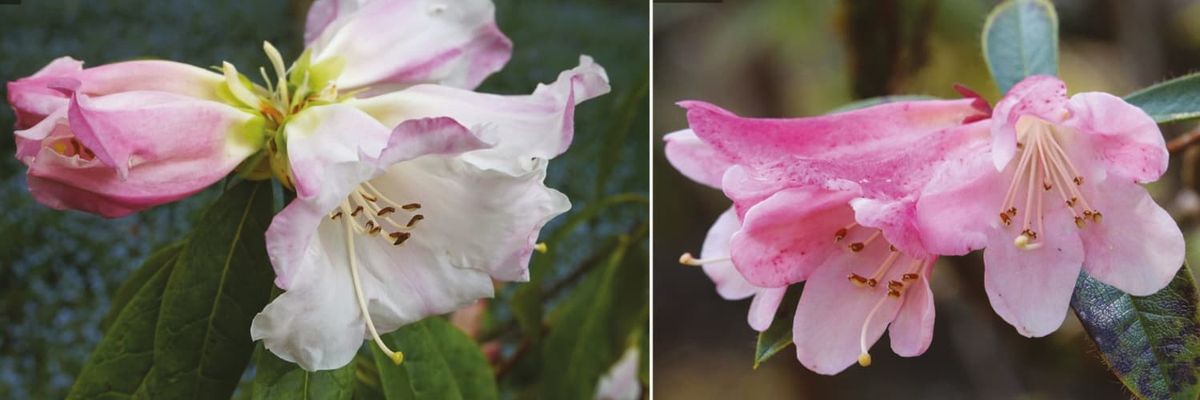 Séparer les nombreux chromosomes du rhododendron pour améliorer la conservation