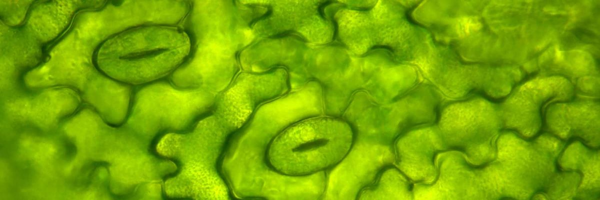 Discovering the Plants’ Sense of Smell: The Role of Stomata in the Ability to Detect Olfactory Signals