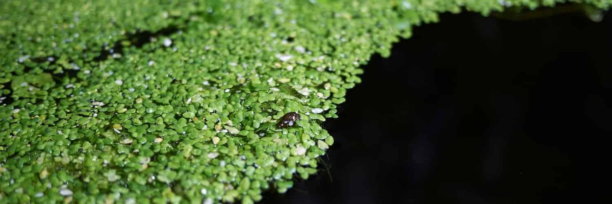 Une photo d'un essaim de lentilles d'eau poussant à travers un étang.
