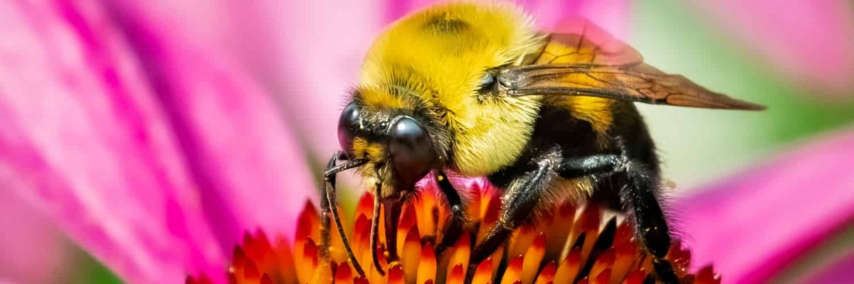 The role of floral scent in pollinator attraction
