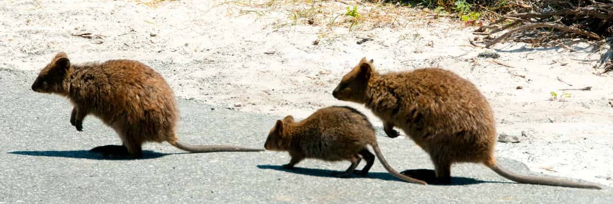 Une famille de quokkas, de gros animaux à fourrure et de mignons animaux ressemblant à des rats, traversant la route.