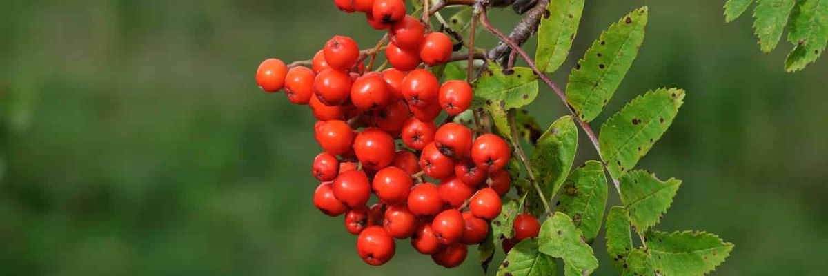 Baies de sorbier rouges sur fond vert.