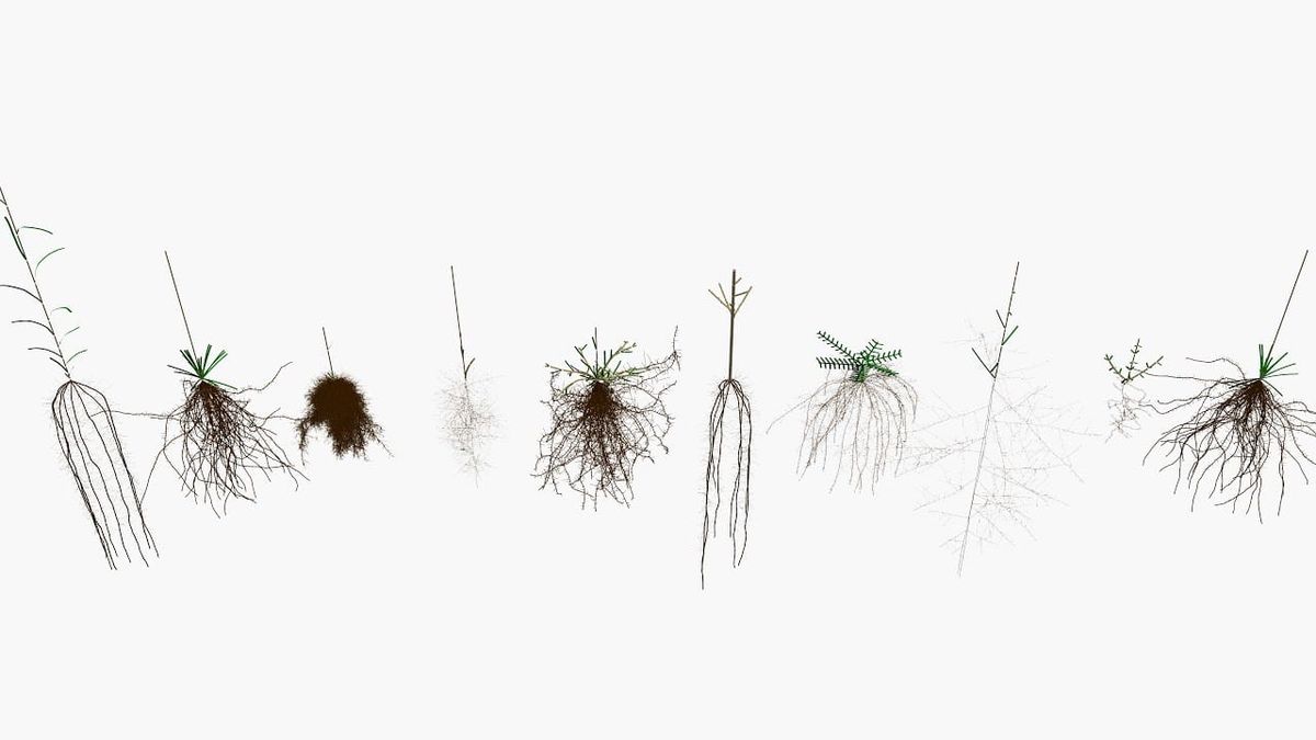 Presentamos el nuevo CPlantBox