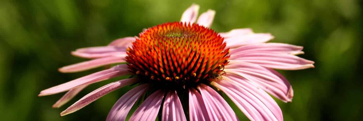 A purple coneflower, open to the sun.