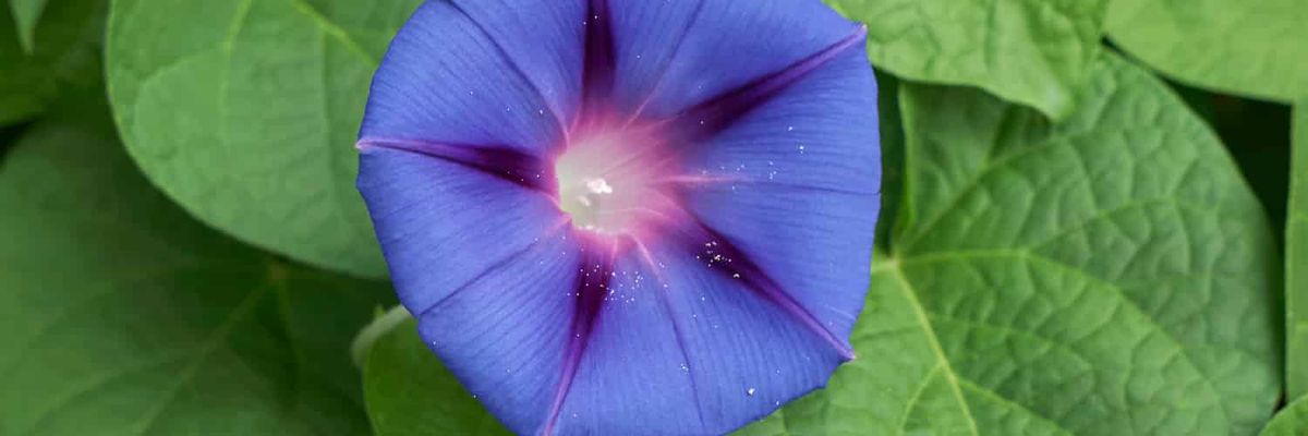 Uma flor roxa da corriola contra folhas verdes.
