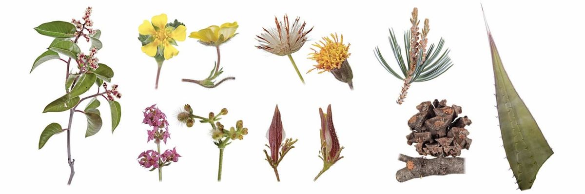 Many specimens against a white background.