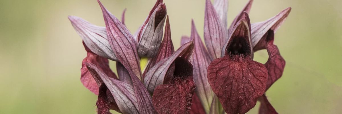 A group of purple Serapias orchids, with inviting shelters.