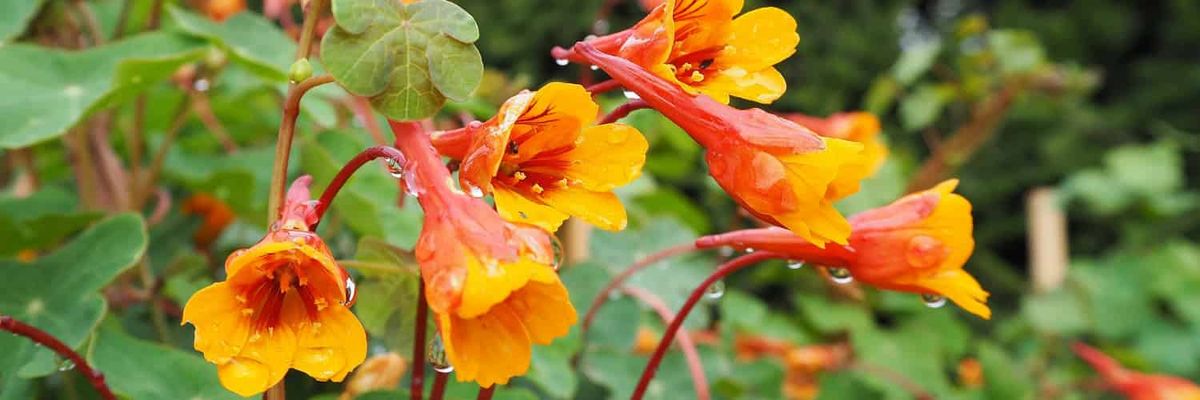 Orange yellow flowers, with an unusual feature described in the article.