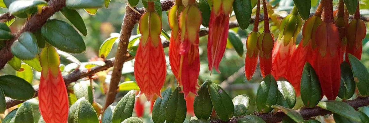 Pendulous red flowers hand down from a branch.