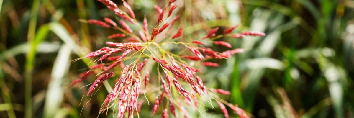 Flecks of red grass seeds stand out against green foliage.