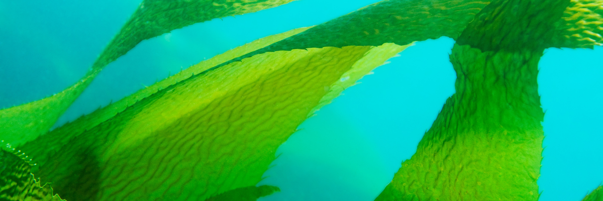Wedel von Macrocystis pyrifera