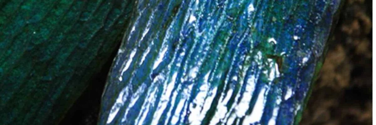 A highly magnified blue leaf.