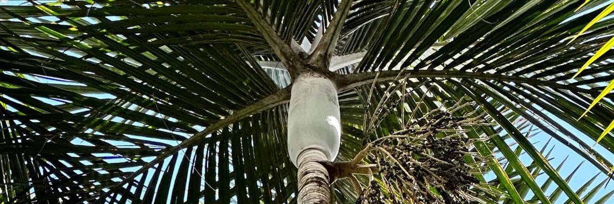 The crown of a New Calendonia palm.