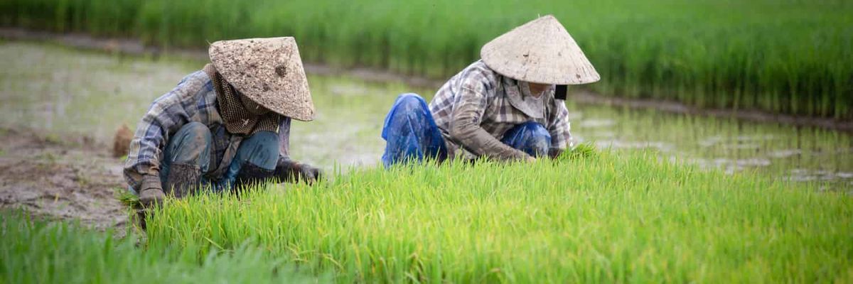 Farmers working in a rice paddy.