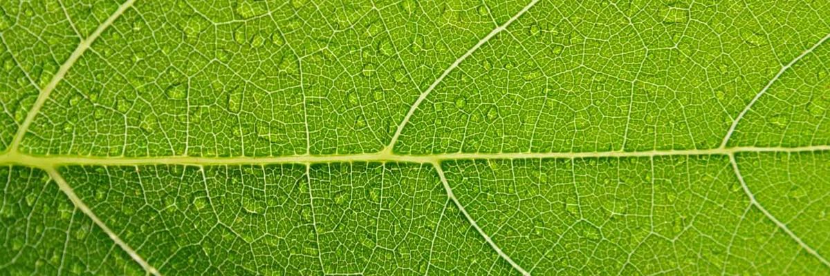 Leaf veins