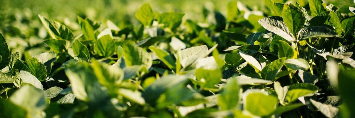 RIPE team models connection between enzyme activity and yields for the first time