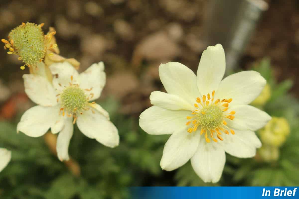 Anemone palmata, en amarillo