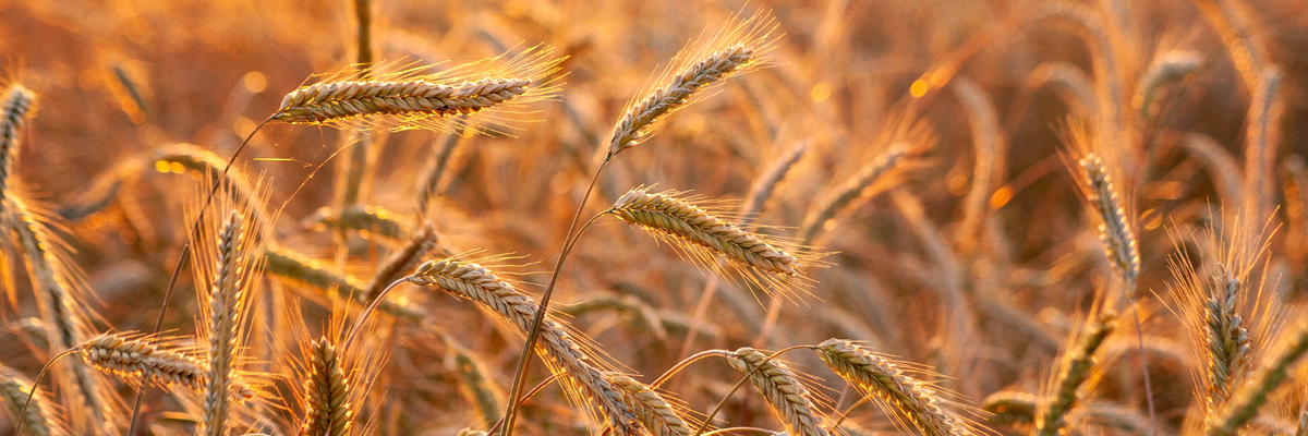 Leveraging High-Quality Data for Improved Crop Simulations
