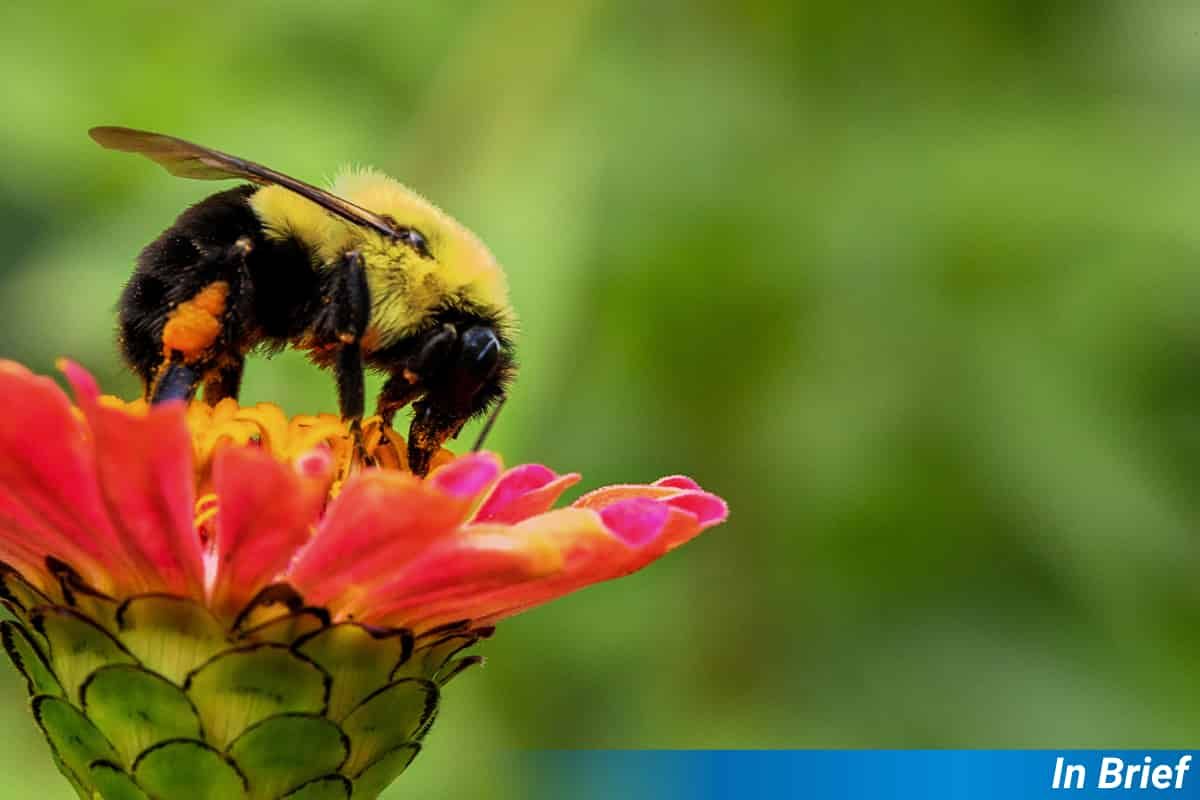 A bee pollinating