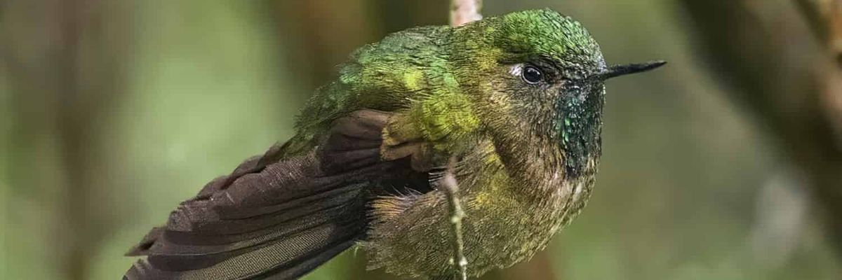 A hummingbird