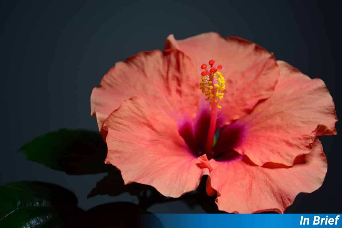 A fluorescent flower.