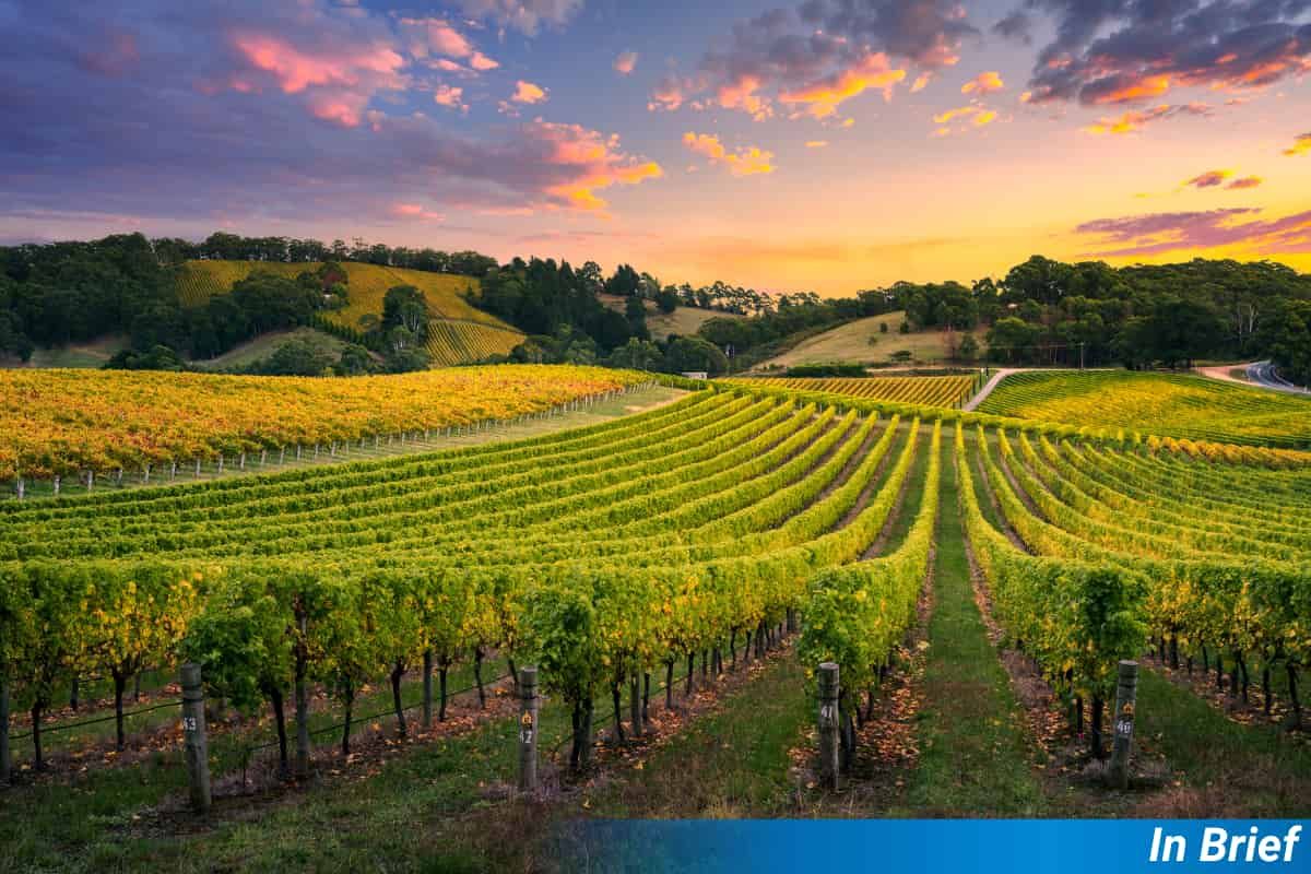 French vineyard