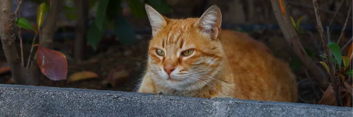Un gato gruñón